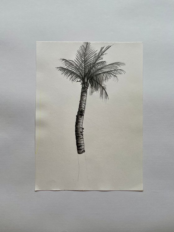 Palm Tree, Kenting