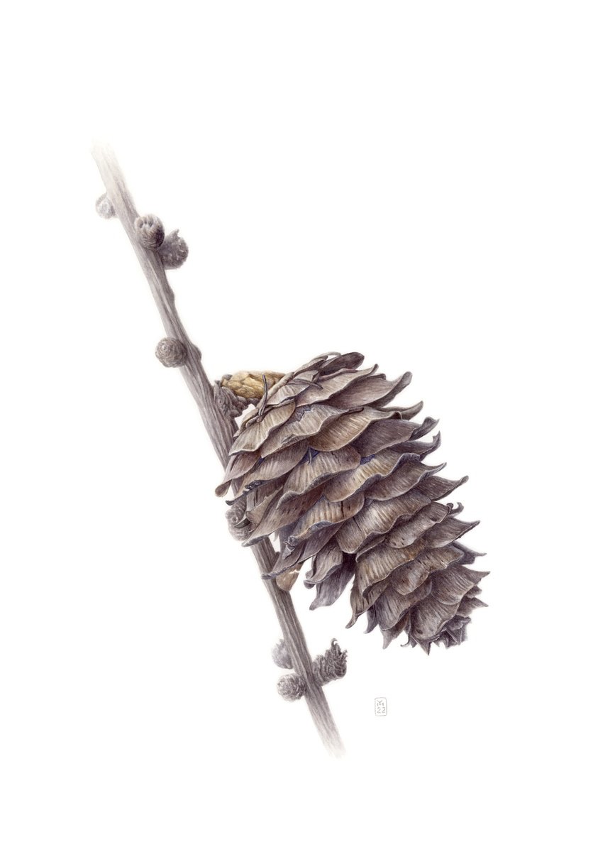 Larch Cone by Yuliia Moiseieva