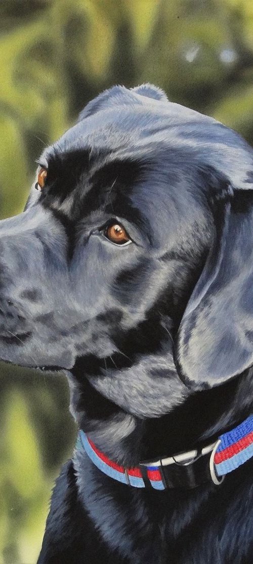 Black Labrador Study by Julian Wheat