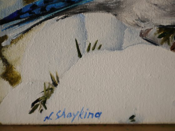 Blue Jay on Snowy Branches