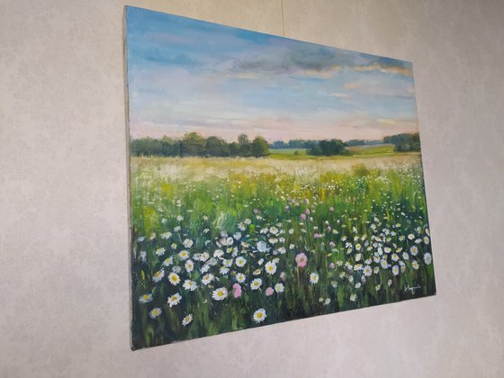 Field of daisies