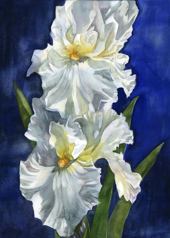 white iris with blue