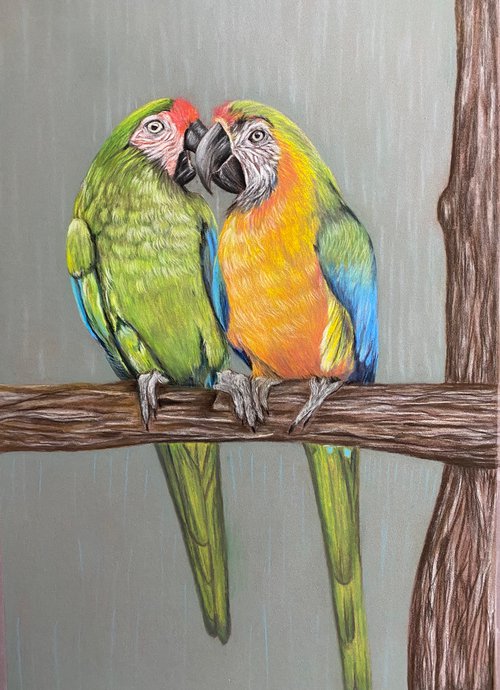 Parrots by Maxine Taylor