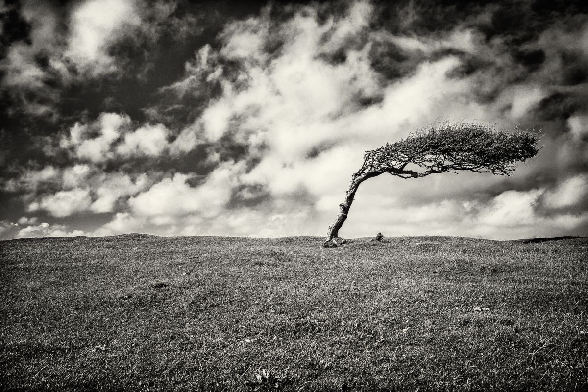 Beachy Head Tree by Douglas Kurn