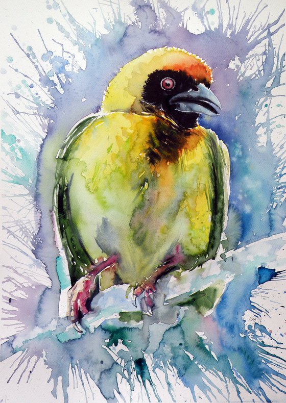 Masked weaver bird