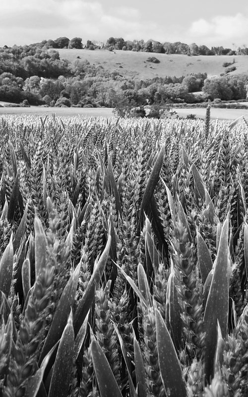 Wheatfield in the South Downs by Alex Cassels