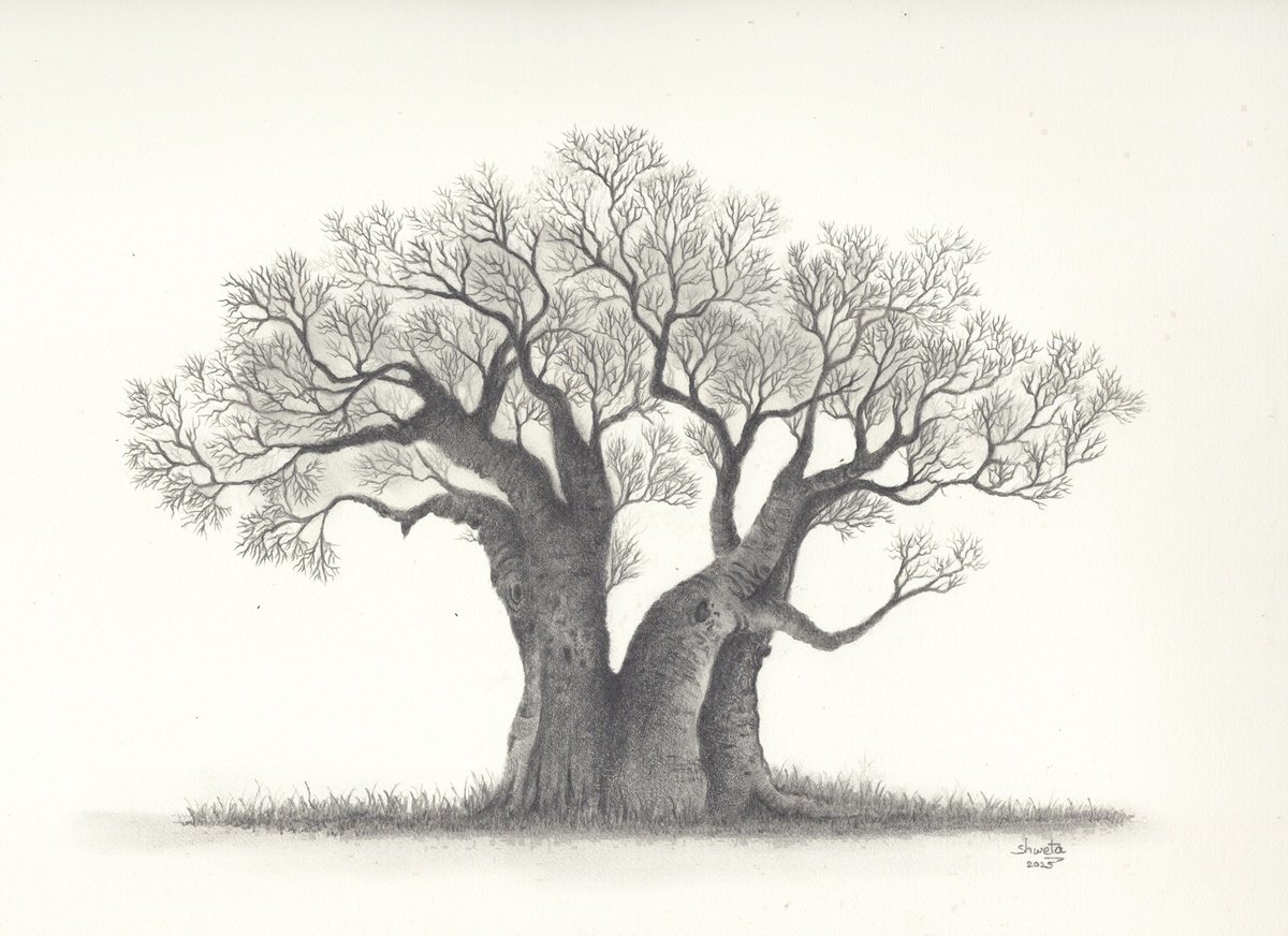 Photorealistic Botanical Pencil Drawing By Shweta Mahajan, 12 X 9", Baobab Tree, Original Artwork