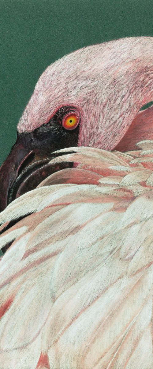 Original pastel drawing "Lesser flamingo" by Mikhail Vedernikov