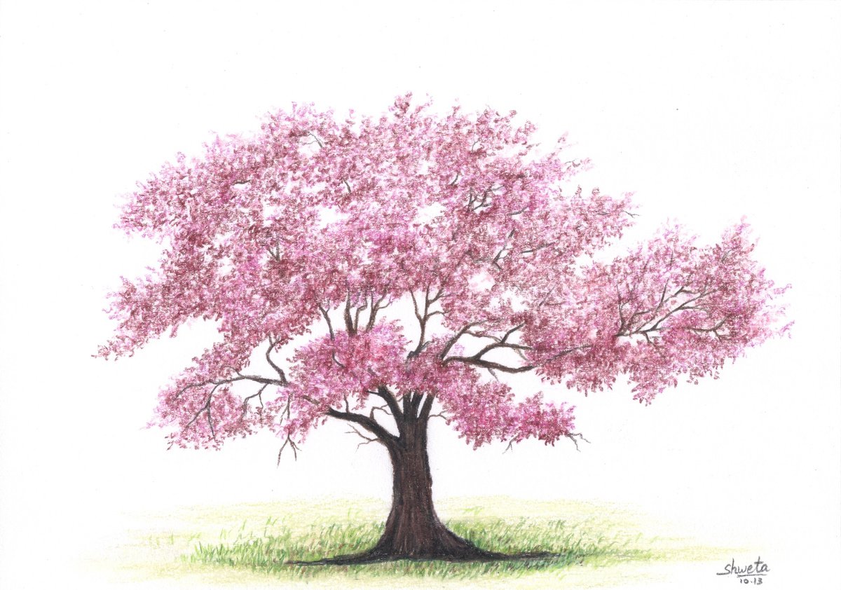 Redbud Tree Coloured Pencil Drawing Pencil drawing by Shweta Mahajan ...