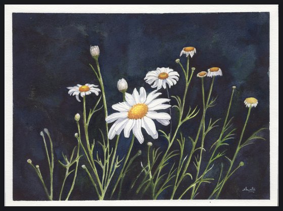 Chamomile Flowers