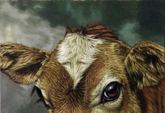 Portrait of a Calf