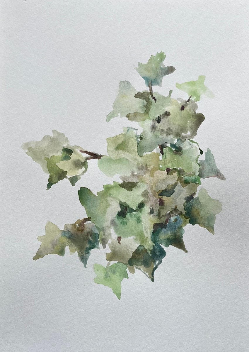 Impressionistic Botanical Drawing By Elena Klyan, 8 X 11, Garden Ivy. Original, Original Artwork