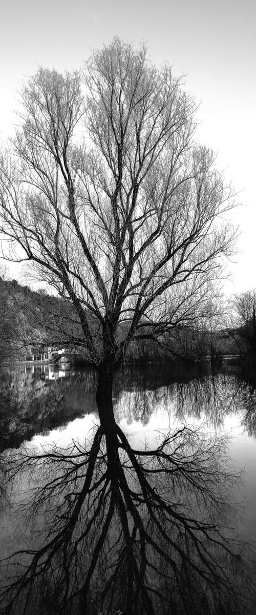 tree in water by Nikola Lav Ralevic