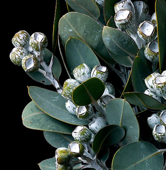 Eucalyptus Pleurocarpa