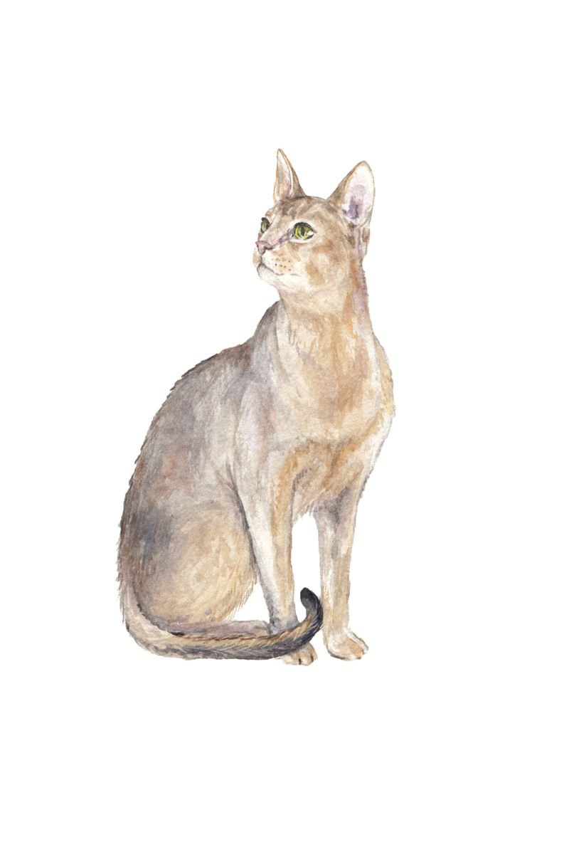 Abyssinian Cat Original Watercolor by Lauren Rogoff