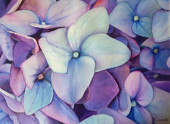 Hydrangea n.4