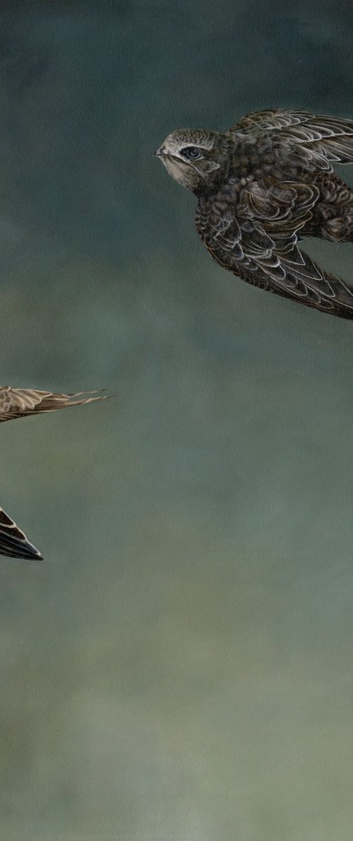Darling birds of May by Natalie Toplass