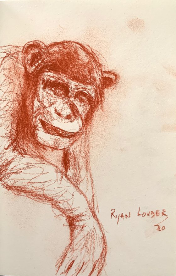 Chimpanzee Study - wildlife drawing