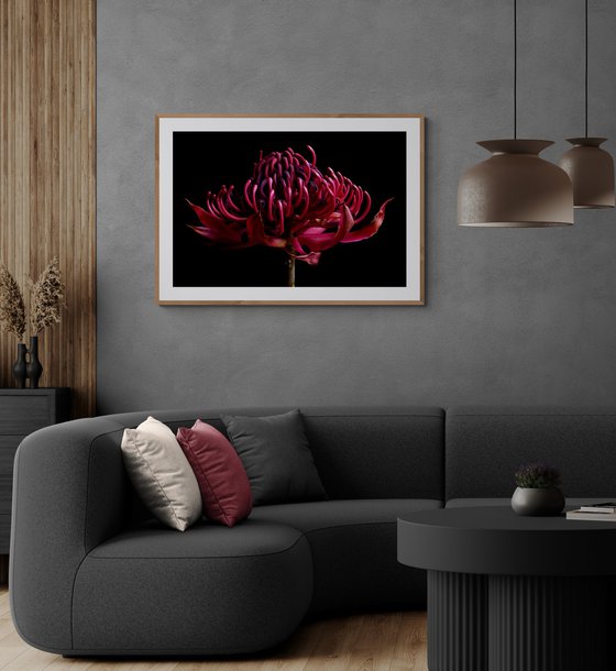 Waratah Withered