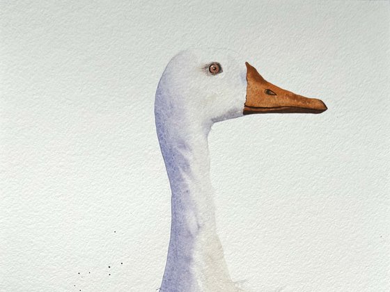 Curious duck White long neck