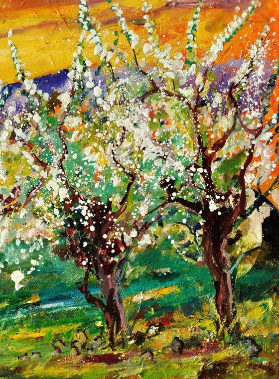 Cherrytrees in spring