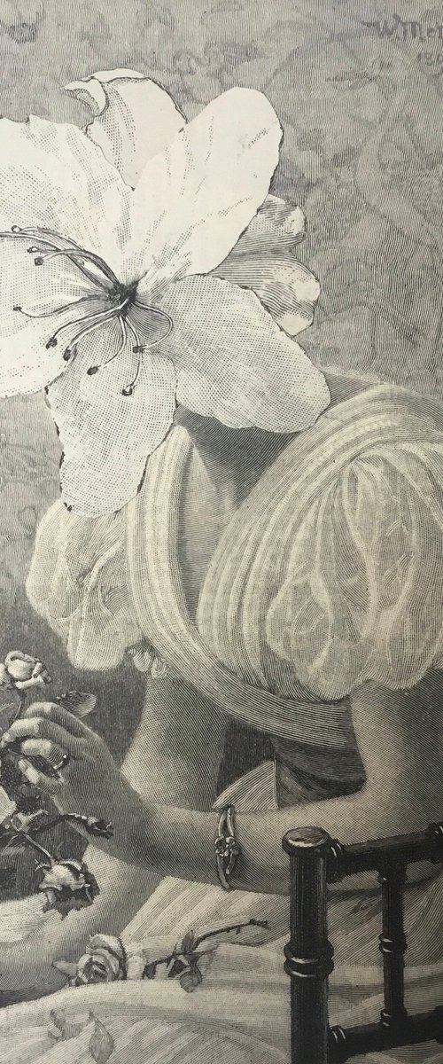 Lilly by Tudor Evans