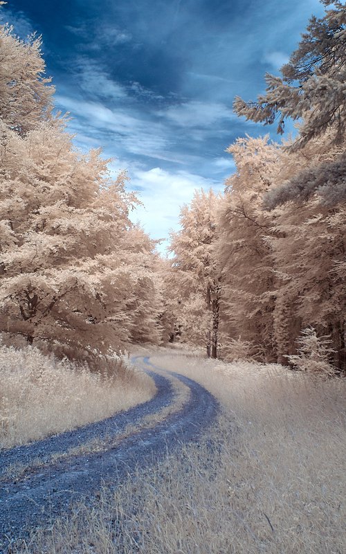 Winding Track, Waltham Down. by Ed Watts