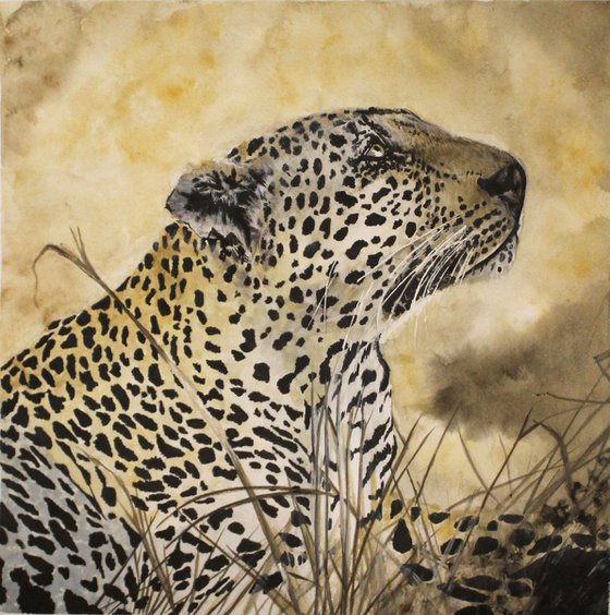 Leopard in the wild (size: 45.5x42cm / 17,7x16,5in)