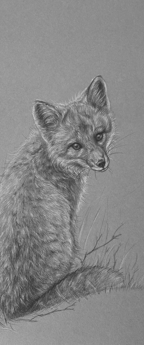 Fox by Tatjana Bril