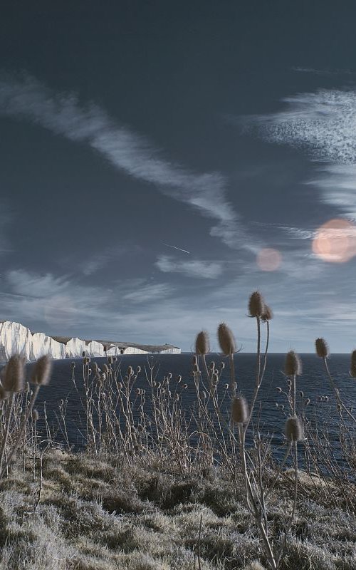 Teasel Heads, Cuckmere Haven by Ed Watts