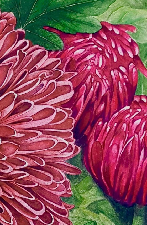 Chrysanthemums 2