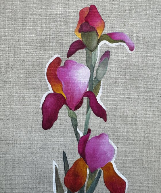 Pink Iris