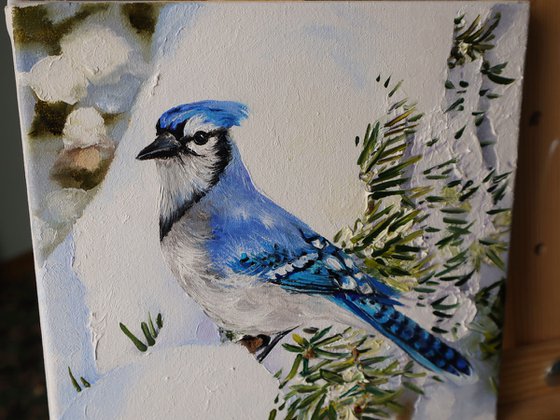 Jay Bird Painting Animal