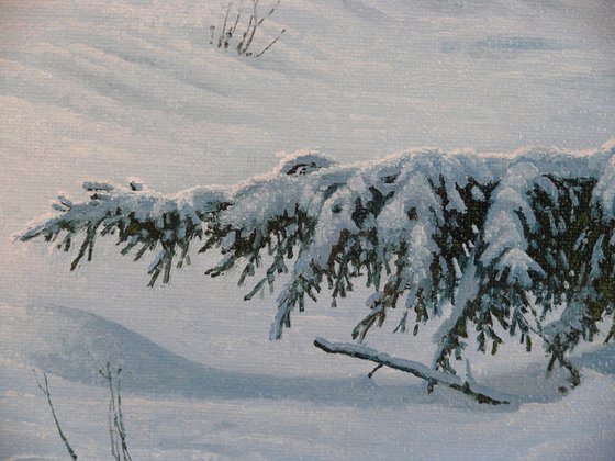 Winter in the spruce forest