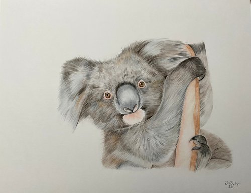 Koala pencil drawing on paper by Bethany Taylor