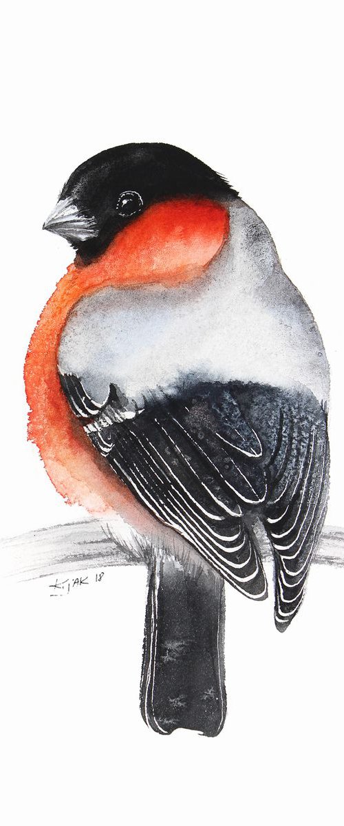 Bulfinch I, wildlife, birds and animals by Karolina Kijak