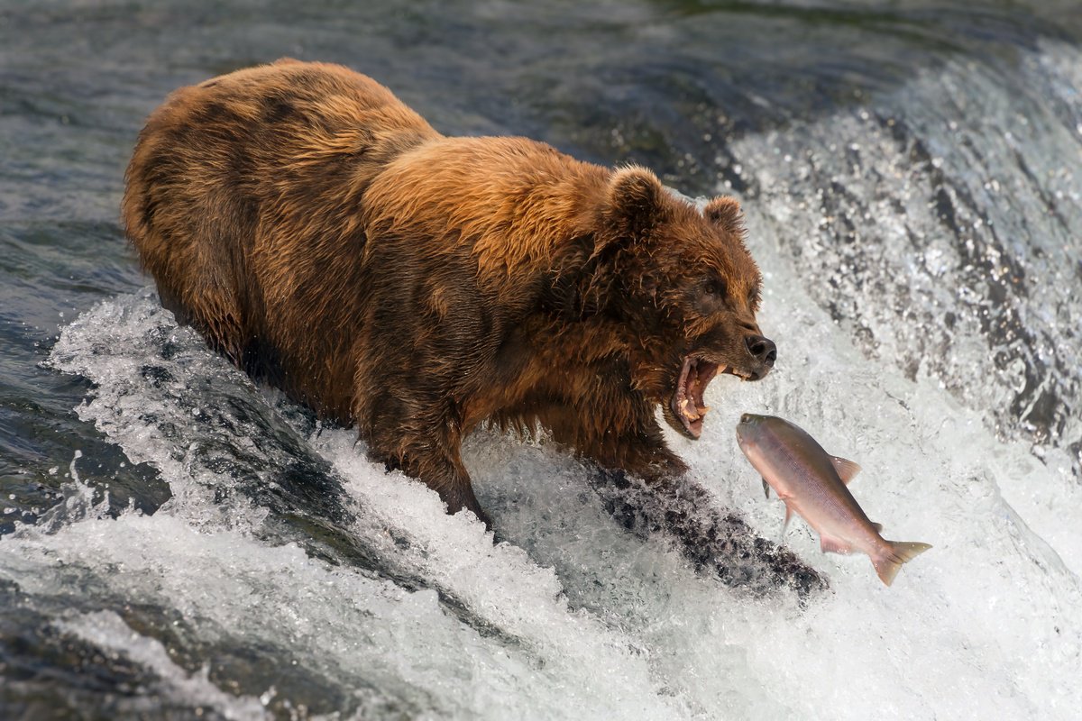 Bear Gills by Nick Dale