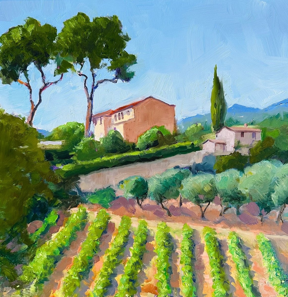 Tuscan Vineyard By Toni Swiffen, 12 X 12, Artwork For Sale On Artfinder