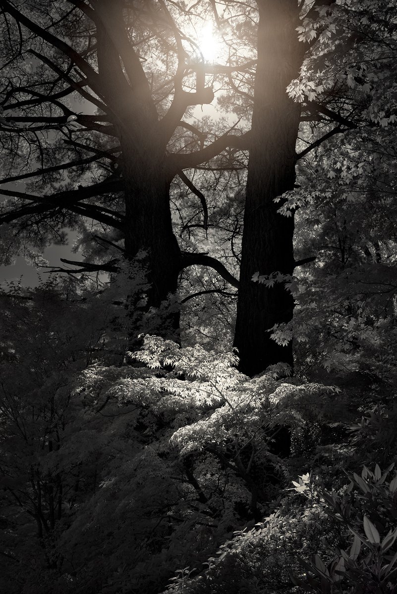 Forest Light - edition 13/100 by Nick Psomiadis
