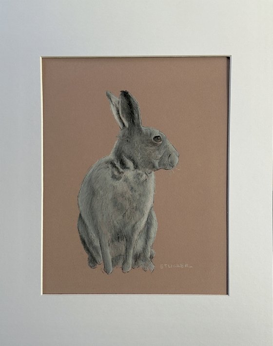 Bunny Rabbit