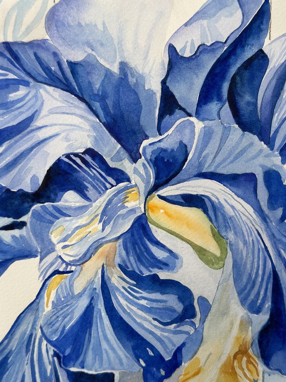 Bright Blue Irises