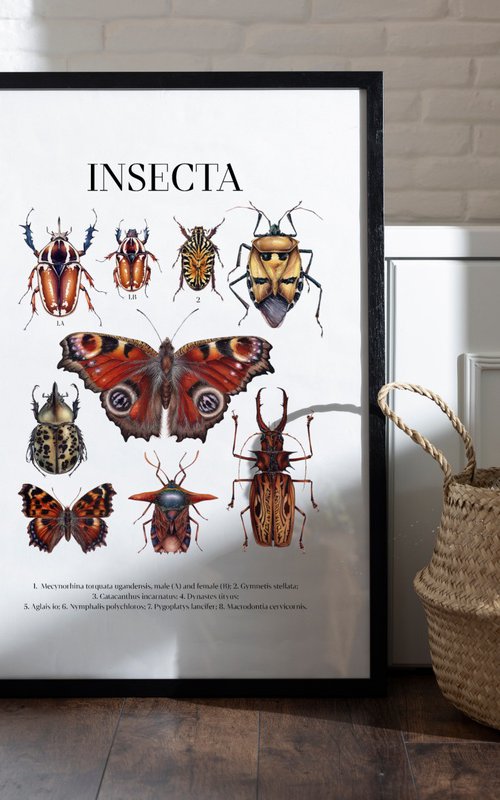 INSECTA (natural history Giclee print) by Katya Shiova