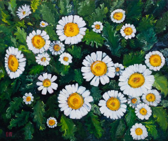 White Daisies