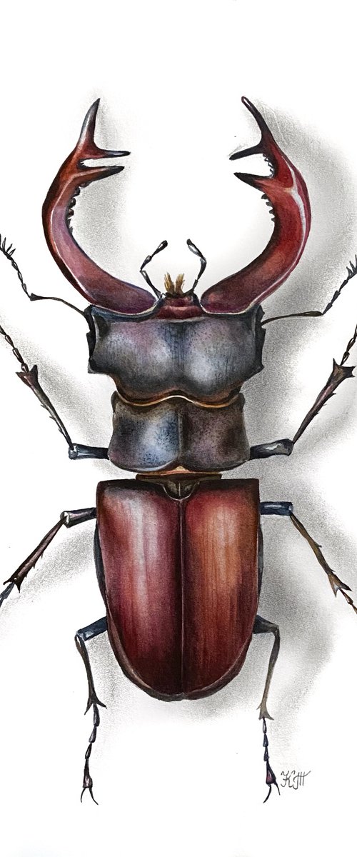 The European stag beetle watercolor illustration by Ksenia Tikhomirova