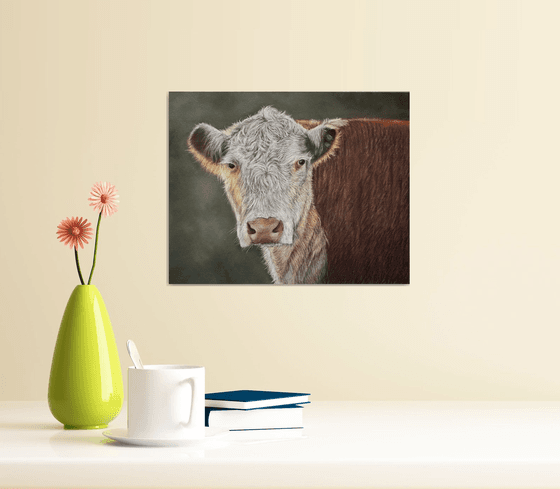 Hereford cow