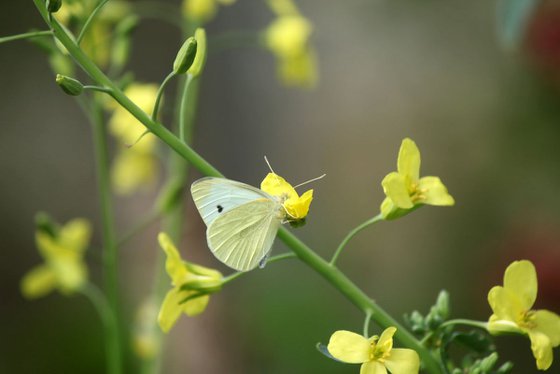 White butterfly