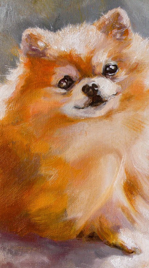 Portrait of a pomeranian by Yuriy Matrosov