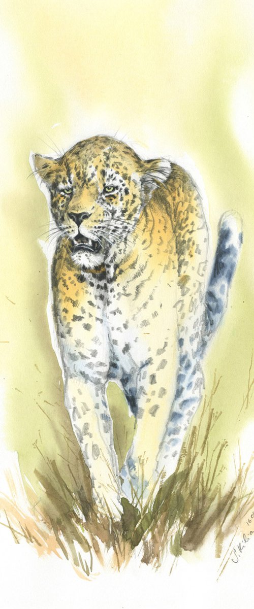 Wildlife artwork - Jaguar walking by Svetlana Kilian