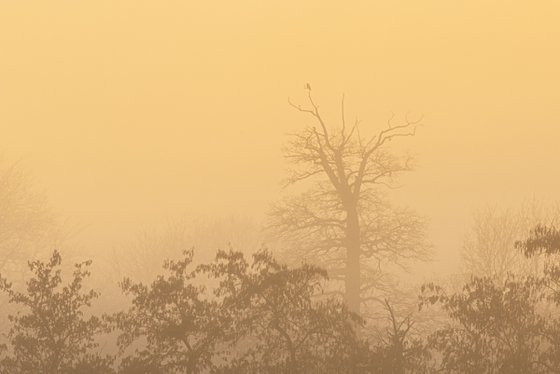 foggy landscape 10