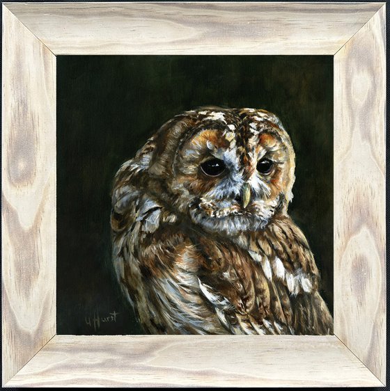 Owl tawny